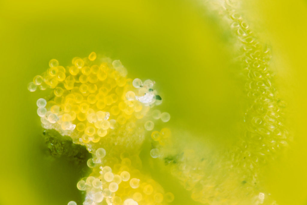 pollen